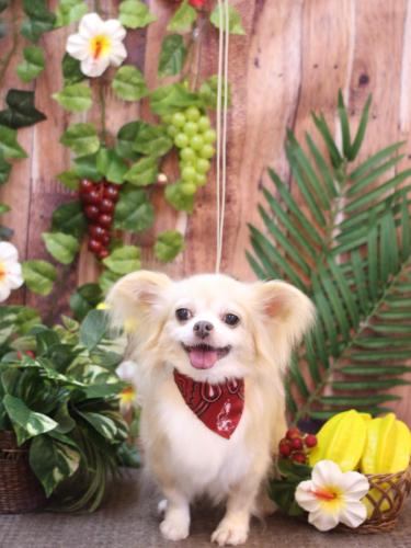 20230820チャッピーちゃん